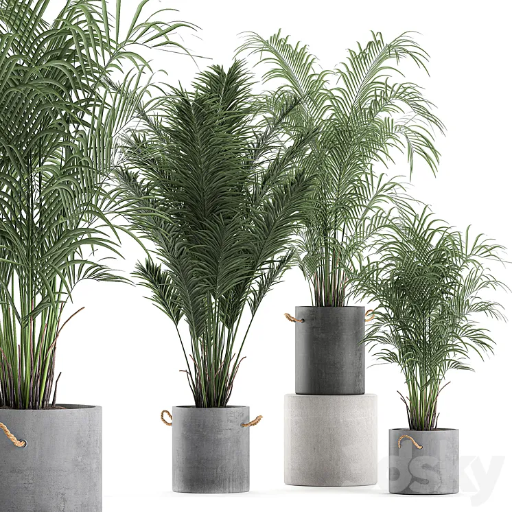 A collection of beautiful small lush palm trees in concrete pots with handles of Hovey kentiya neanta. Set 599. 3DS Max