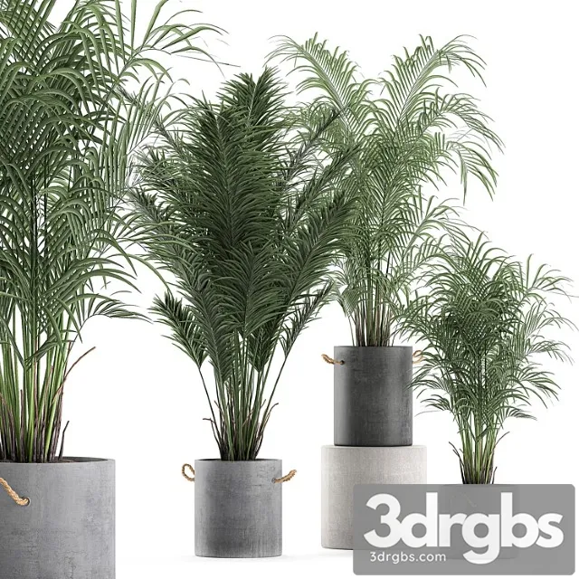 A collection of beautiful small lush palm trees in concrete pots with handles of hovey, kentiya, neanta. set 599.