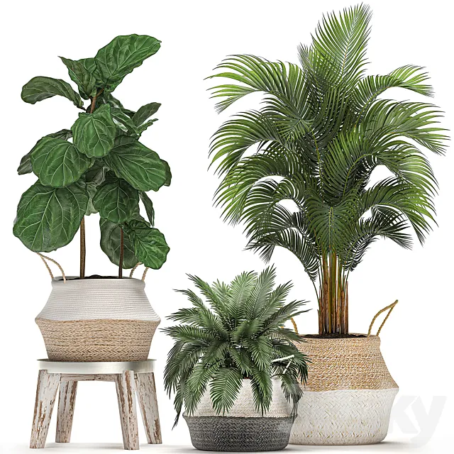 A collection of beautiful small ornamental plants in white baskets with handles with palm. Howea . Ficus lyrata. Set 486. 3DSMax File