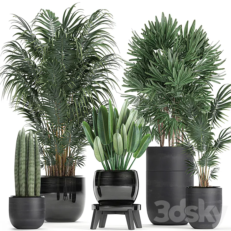 A collection of beautiful small plants in black pots and vases with Palm Rapeseed strelitzia. Set 738. 3DS Max