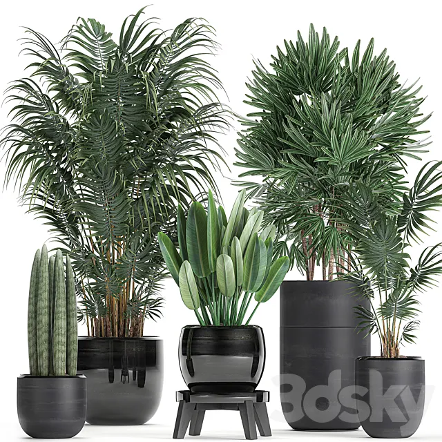 A collection of beautiful small plants in black pots and vases with Palm. Rapeseed. strelitzia. Set 738. 3DSMax File