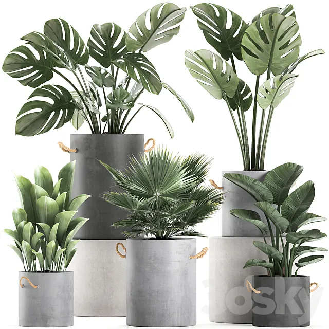 A collection of beautiful small plants in concrete pots with Monster handles strelitzia fan palm. Set 603. 3ds Max