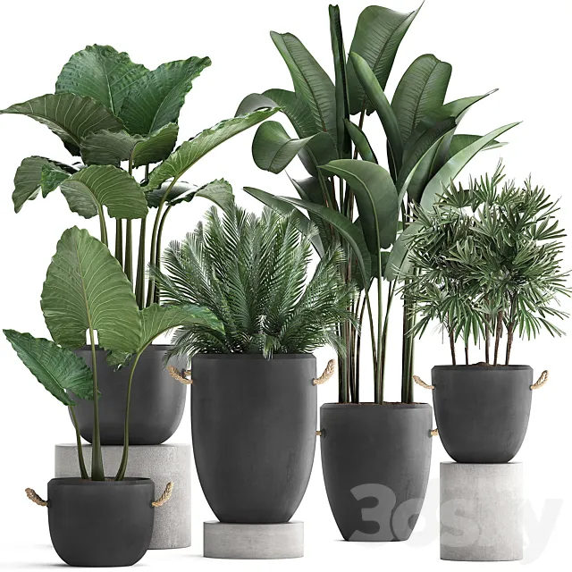 A collection of beautiful small plants in modern black concrete pots with banana palm. rapeseed. alokasia. loft. strelitzia. Set 415. 3DSMax File
