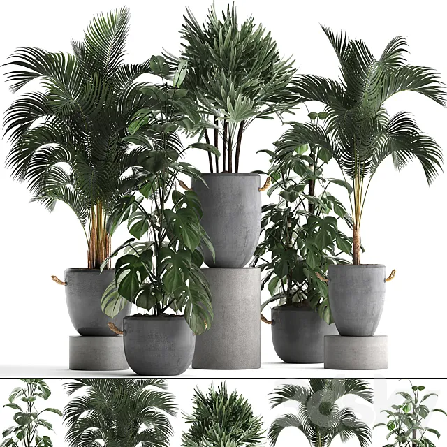 A collection of beautiful small plants in modern concrete pots with Palm rapis hovea monstera. Set 408. 3ds Max