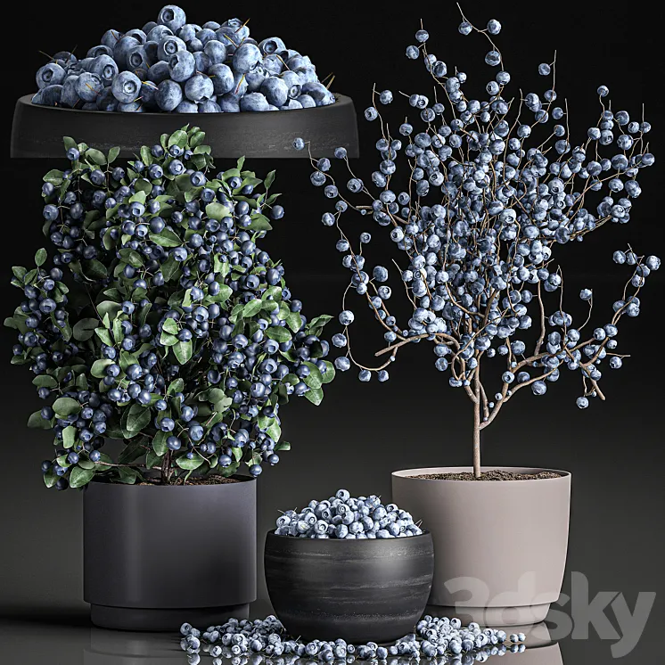 A collection of bouquets of branches with blueberries in black vases with blueberries a bowl with berries a blueberry bush. Set 548. 3DS Max