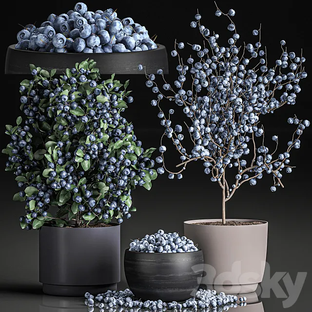 A collection of bouquets of branches with blueberries in black vases with blueberries. a bowl with berries. a blueberry bush. Set 548. 3DSMax File