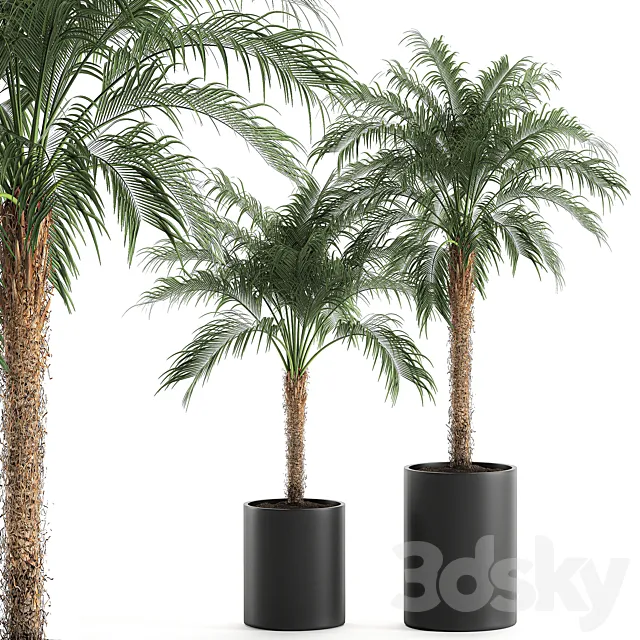 A collection of decorative small lush palm trees in black pots with Dates Robelena. Set 618. 3ds Max