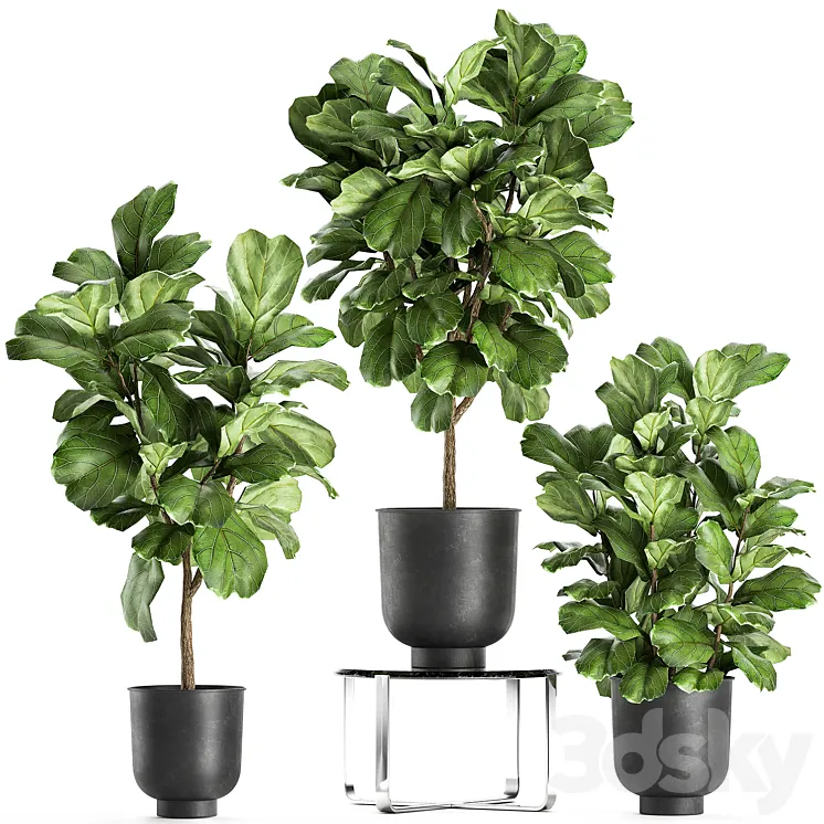 A collection of decorative small trees with large leaves in a black pot Ficus lyrata. Set 854. 3DS Max