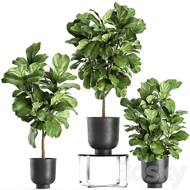 A collection of decorative small trees with large leaves in a black pot Ficus lyrata. Set 854. 3DSMax File