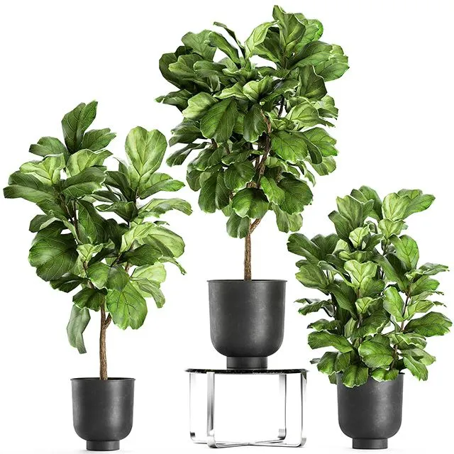 A collection of decorative small trees with large leaves in a black pot Ficus lyrata. Set 854 3dsMax Model