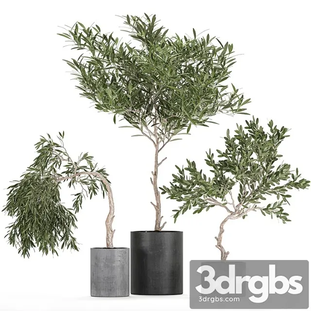 A Collection of Decorative Small Weeping Olive Trees in Black Concrete Pots Set 734 3dsmax Download