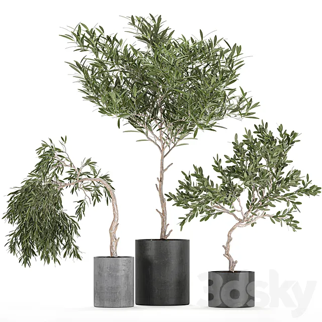 A collection of decorative small weeping Olive trees in black concrete pots. Set 734. 3DS Max Model