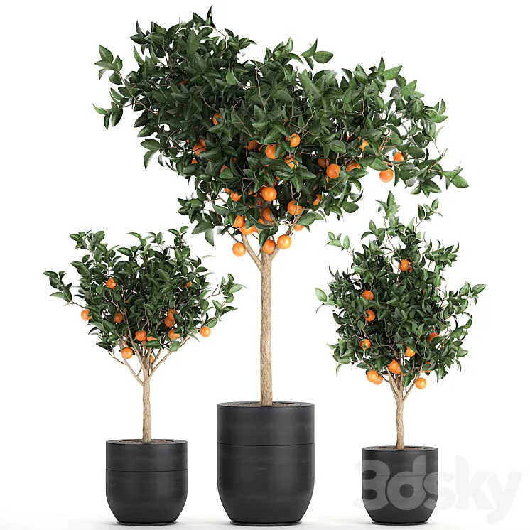 A collection of fruit orange trees in black pots Orange outdoor flowerpot for the garden. Set 718. 3DS Max