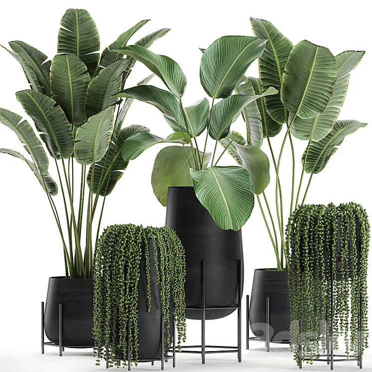 A collection of hanging plants in black pots on legs with Banana palm Calathea lutea Strelitzia Krestovnik succulents. Set 700. 3DS Max