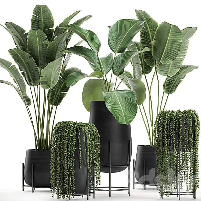 A collection of hanging plants in black pots on legs with Banana palm. Calathea lutea. Strelitzia. Krestovnik. succulents. Set 700. 3DSMax File