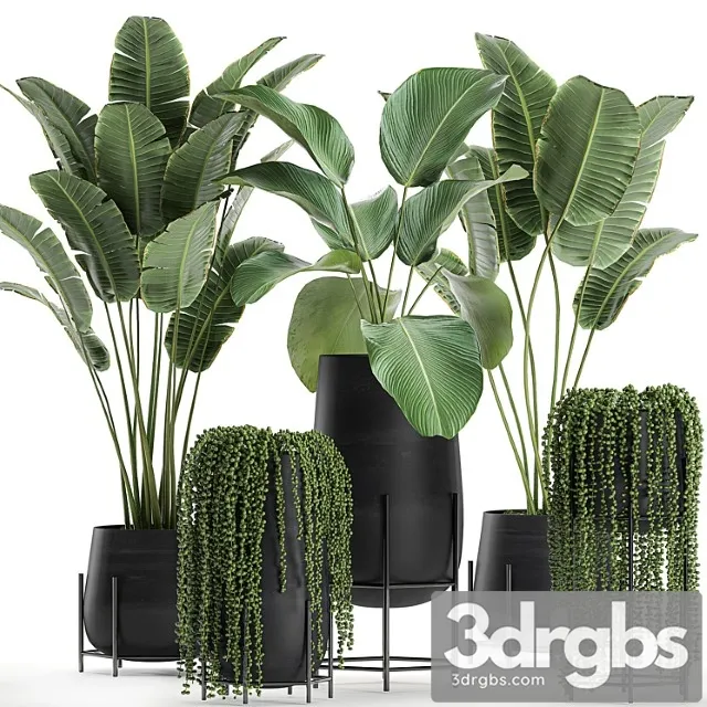 A collection of hanging plants in black pots on legs with banana palm, calathea lutea, strelitzia, krestovnik, succulents. set 700.