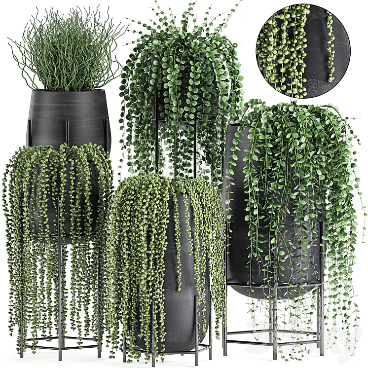 A collection of hanging plants in black pots on legs with Dyschidia Rowley’s Crossberry Succulents Rhipsalis. Set 549. 3DS Max