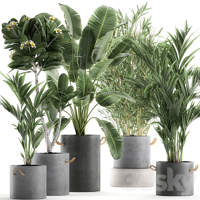A collection of industrial-style plants in concrete flowerpots and pots made of banana. plumeria. palm. bamboo. Set 597. 3DSMax File