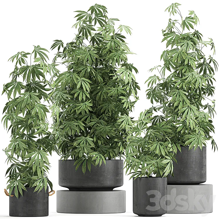 A collection of lush bushes of plants in black pots with Cannabis Marijuana cannabis cannabis. Set 770. 3DS Max