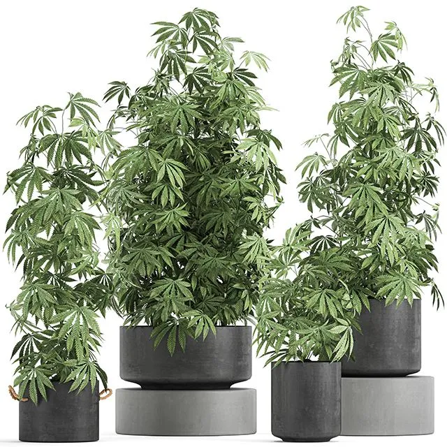 A collection of lush bushes of plants in black pots with Cannabis Set 770 3dsMax Model