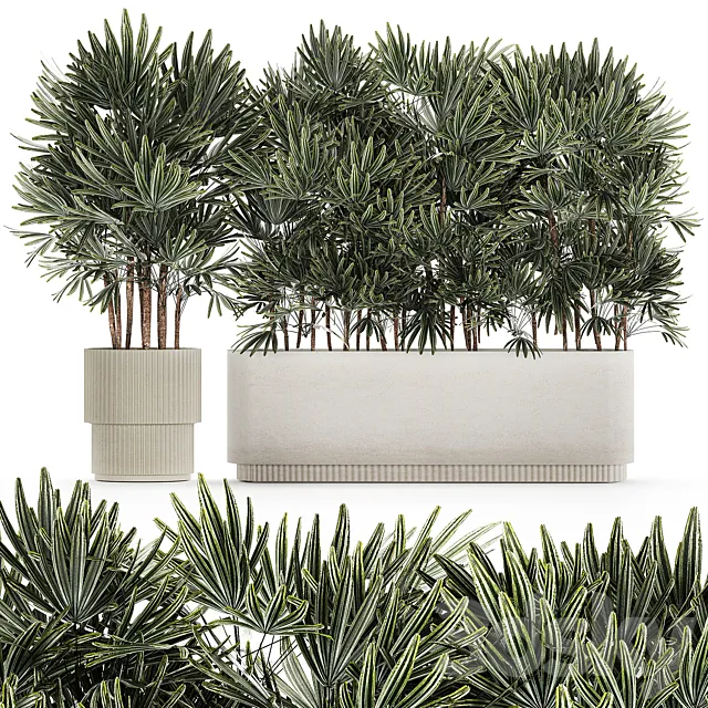 A collection of lush bushes of thickets of plants in modern white pots with palm Rhapis. Set 1356. 3DS Max Model