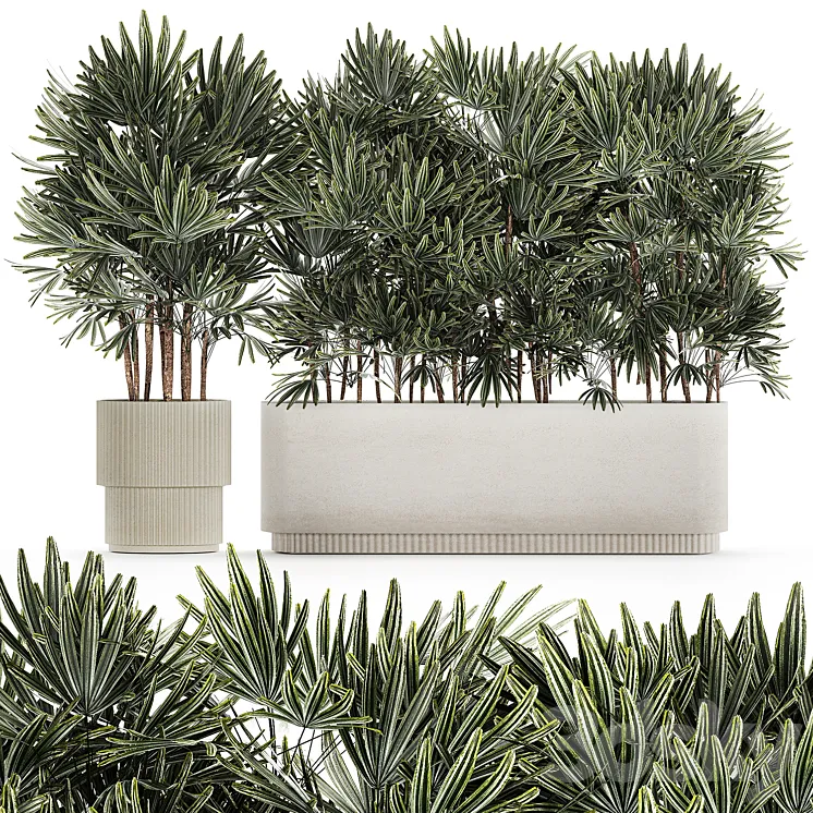 A collection of lush bushes of thickets of plants in modern white pots with palm Rhapis. Set 1356. 3DS Max Model