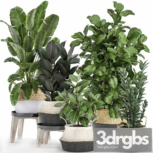 A collection of lush plants in rattan baskets with thickets of ficus lirata, strelitzia, banana palm, zamiokulkas. set 874.