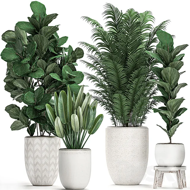 A collection of lush plants in white modern pots with Ficus lyrata palm strelitzia. Set 490. 3ds Max