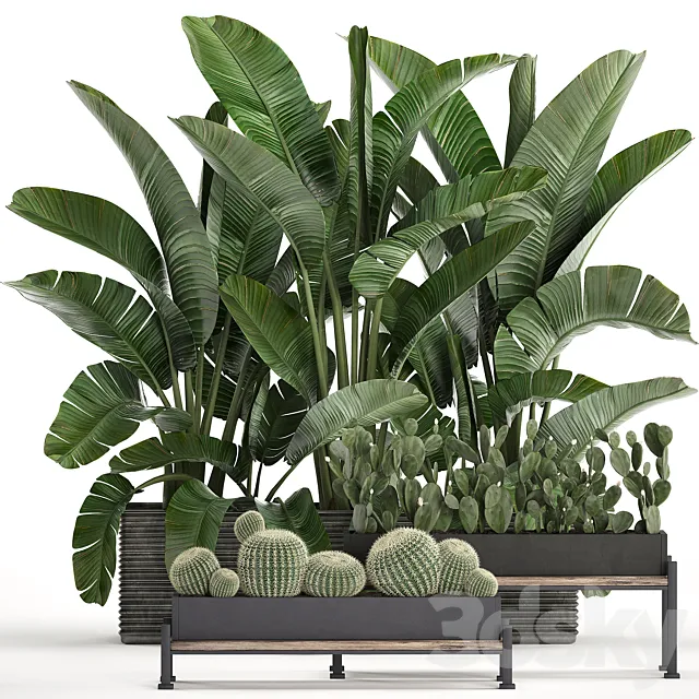 A collection of lush plants thickets in black pots with cacti. palm. strelitzia. bushes. prickly pear. banana. Set 458. 3DSMax File