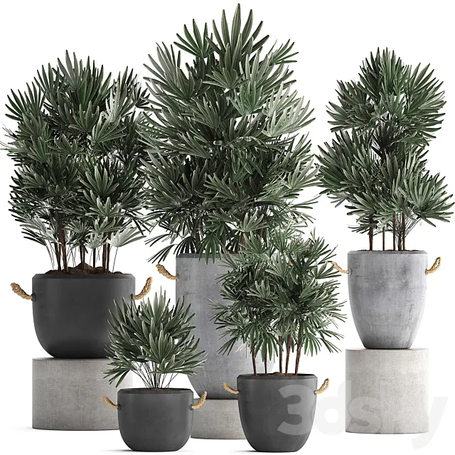 A collection of lush shrub plants in modern concrete pots and flowerpots with Raphis Palm. Set 414 3DSMax File