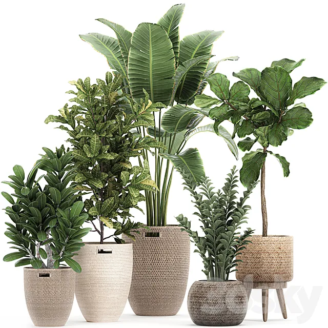 A collection of ornamental plants in rattan baskets with a ficus tree Lirata croton banana Zamiokulkas Strelitzia. Set 782 3ds Max