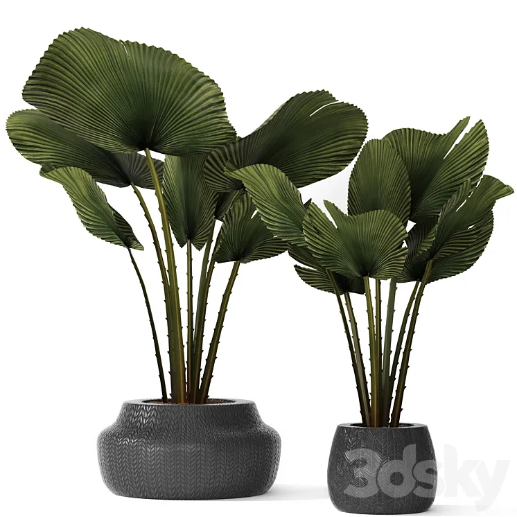 A collection of palms in pots 3. likuala palm tree flower pot bush 3DS Max