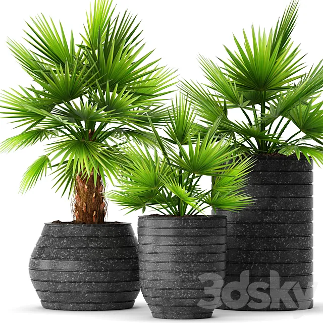 A collection of palms in pots palm tree chamerops pot bush flowerpot decorative 3ds Max