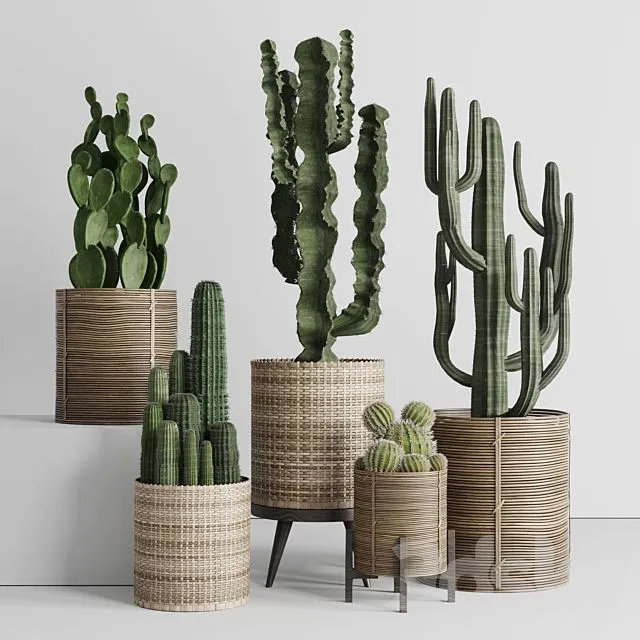 A collection of plants and cactus in handmade wooden baskets 286 3dsMax Model