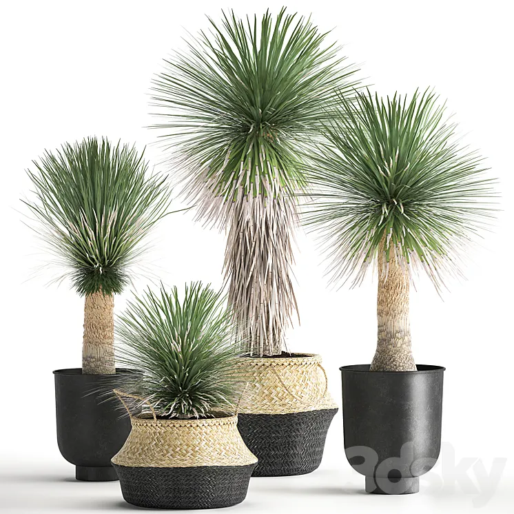 A collection of plants in black pots and baskets of Yucca desert plants. Set 1015. 3DS Max