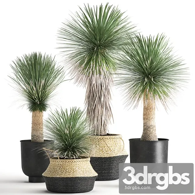 A collection of plants in black pots and baskets of yucca, desert plants. set 1015.