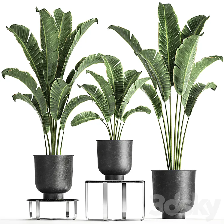A collection of plants in black pots on a stand table with ravenala Banana palm Strelitzia. Set 846. 3DS Max Model
