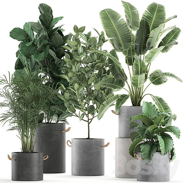 A collection of plants in concrete pots with handles with a ficus Lirata tree alokasia banana palm strelitzia. Set 613. 3ds Max