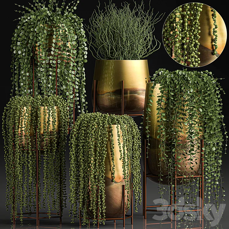 A collection of plants in luxury gold pots with Rowley’s Crossberry dyschidia Succulents hanging plants. Set 543. 3DS Max