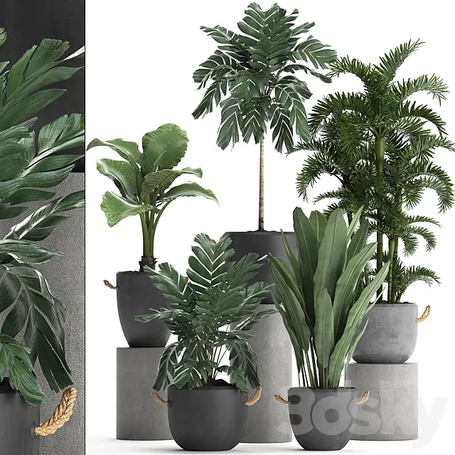 A collection of plants in modern black concrete pots with palm Cariota Areca banana alokasia. Set 405. 3DS Max Model