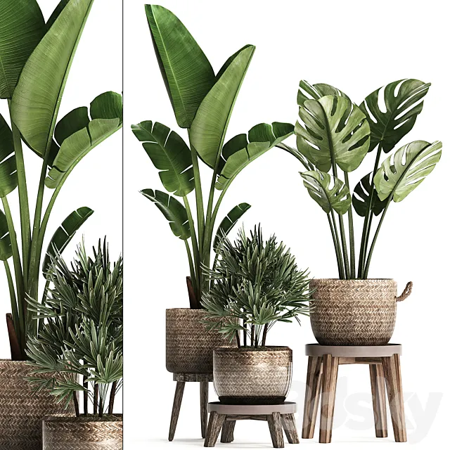 A collection of plants in modern rattan baskets with a flower stand Banana strelitzia palm Rhapis monstera. Set 457. 3ds Max