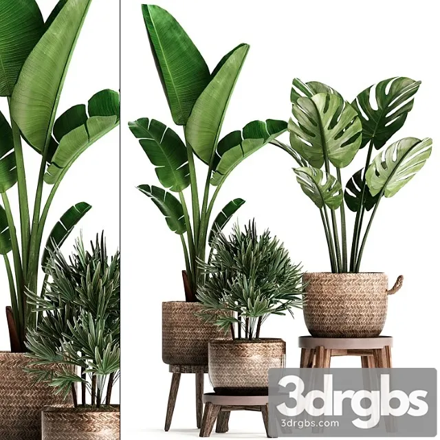 A collection of plants in modern rattan baskets with a flower stand banana, strelitzia, palm rhapis, monstera. set 457.