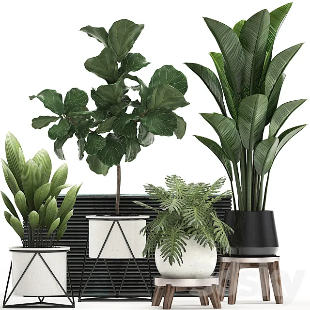 A collection of plants in modern white pots on legs with a small tree Ficus lirata. Philodendron. banana. Set 460.s 3DSMax File