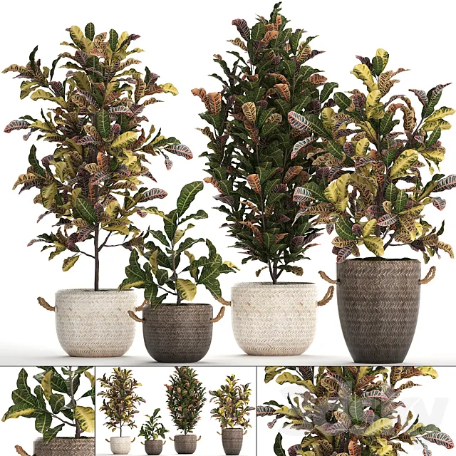 A collection of plants in modern white rattan baskets with small bushes of croton trees. Set 432. 3DS Max Model