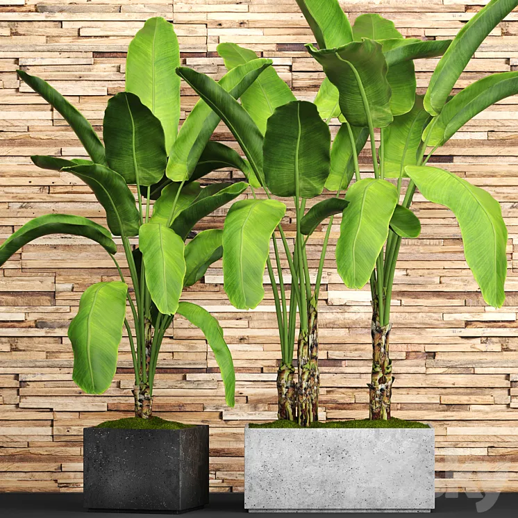 A collection of plants in pots. 46. Banana palm strelitzia bush thicket plank wall tropical plants exotic outdoor 3DS Max