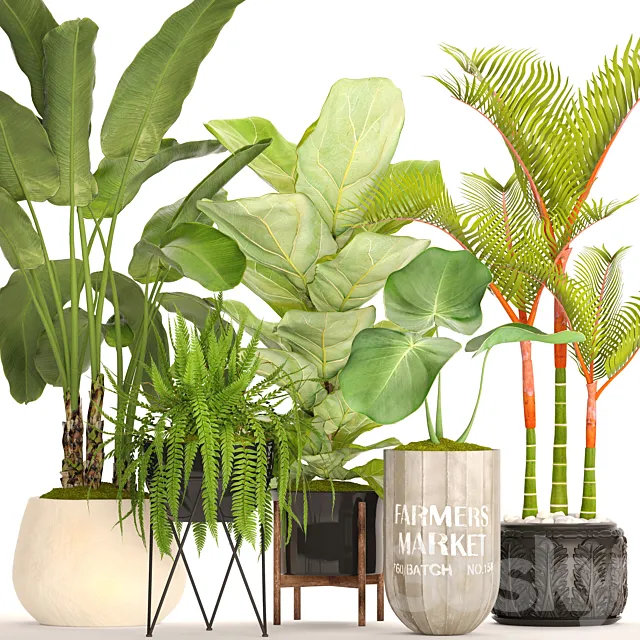 A collection of plants in pots. 48. Tropical Plants. Banana Palm. Fern. Lyre Ficus. Banana Palm. Fern. Concrete Pot. Flowerpot. Dipsis. Bush 3DSMax File