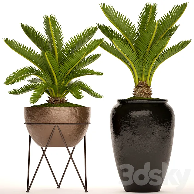 A collection of plants in pots. 54 Cycas cycad pot flowerpot bush outdoor decorative 3ds Max