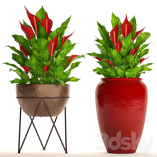 A collection of plants in pots. 55. RED Spathiphyllum Spathiphyllum red decorative flower pot flowerpot bush office plants 3ds Max