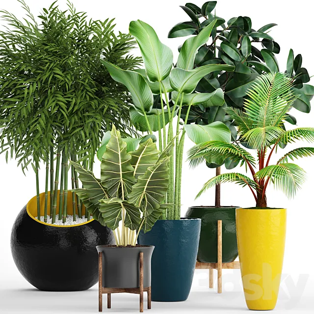 A collection of plants in pots. 63. Ficus. alocasia. tree. coconut tree. bamboo. bushes. round flowerpot. colorful pots 3DSMax File
