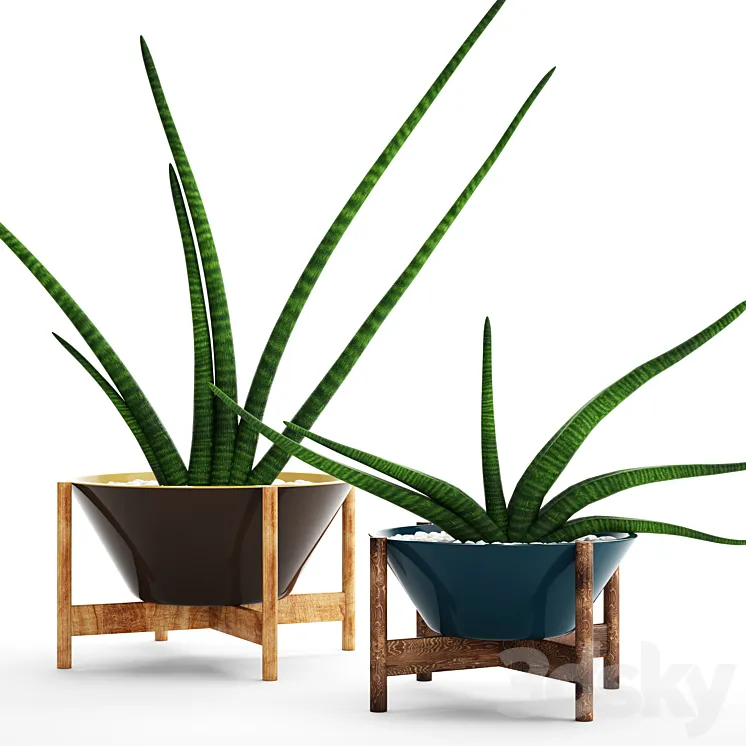 A collection of plants in pots. 64 Sansevieria pot flower flowerpot decorative 3DS Max